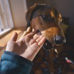 1403-38#TongueOutTuesday (12), blog over hondenfotografie en leven in Zweden op www.DOGvision.be