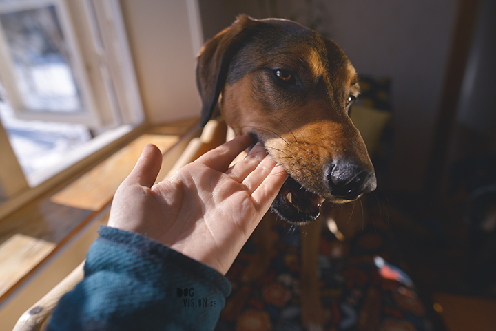 1403-38#TongueOutTuesday (12), blog over hondenfotografie en leven in Zweden op www.DOGvision.be