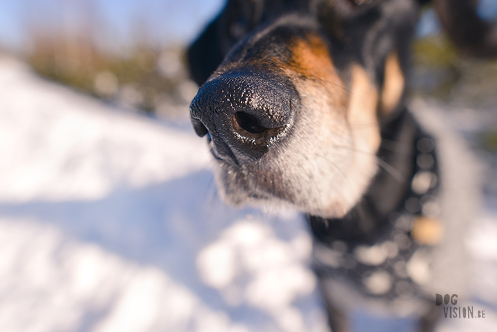 1403-38#TongueOutTuesday (12), blog over hondenfotografie en leven in Zweden op www.DOGvision.be