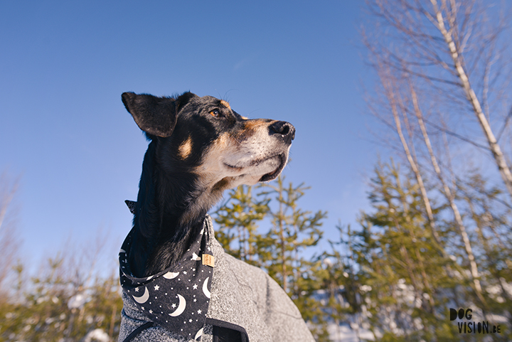 1403-38#TongueOutTuesday (12), blog over hondenfotografie en leven in Zweden op www.DOGvision.be