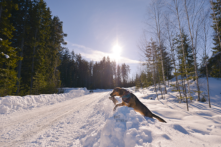1403-38#TongueOutTuesday (12), blog over hondenfotografie en leven in Zweden op www.DOGvision.be
