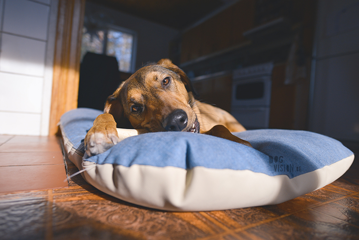 #TongueOutTuesday (13), hondenfotografie, leven in Zweden, hondenfotograaf, blog honden, www.DOGvision.be