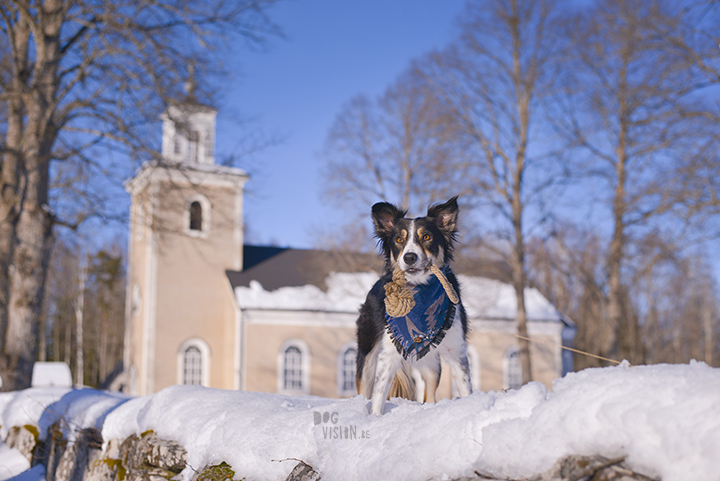 #TongueOutTuesday (13), hondenfotografie, leven in Zweden, hondenfotograaf, blog honden, www.DOGvision.be