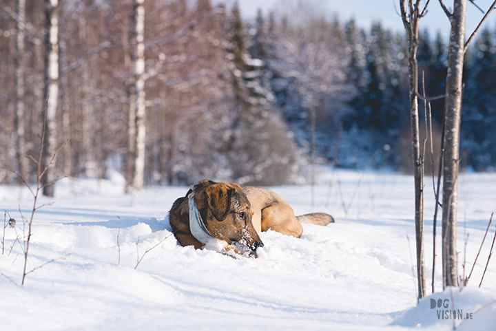 #TongueOutTuesday (09), hondenfotografie Zweden, Dalarna, blog op www.dogvision.be