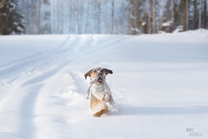 #TongueOutTuesday (09), hondenfotografie Zweden, Dalarna, blog op www.dogvision.be