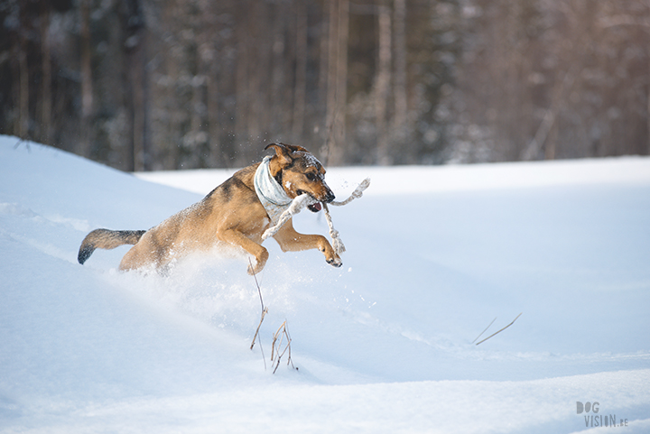 #TongueOutTuesday (09), hondenfotografie Zweden, Dalarna, blog op www.dogvision.be