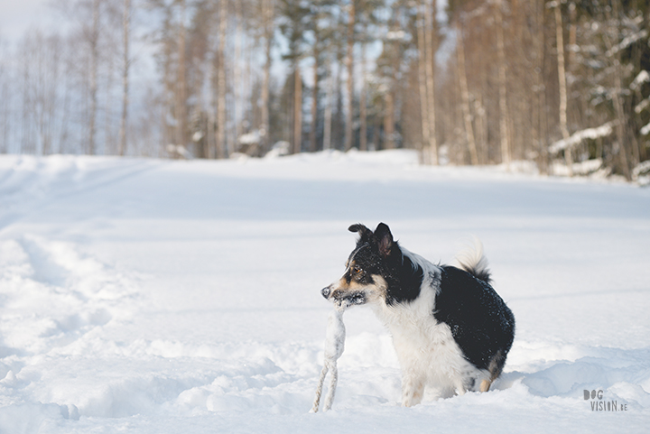 #TongueOutTuesday (09), hondenfotografie Zweden, Dalarna, blog op www.dogvision.be