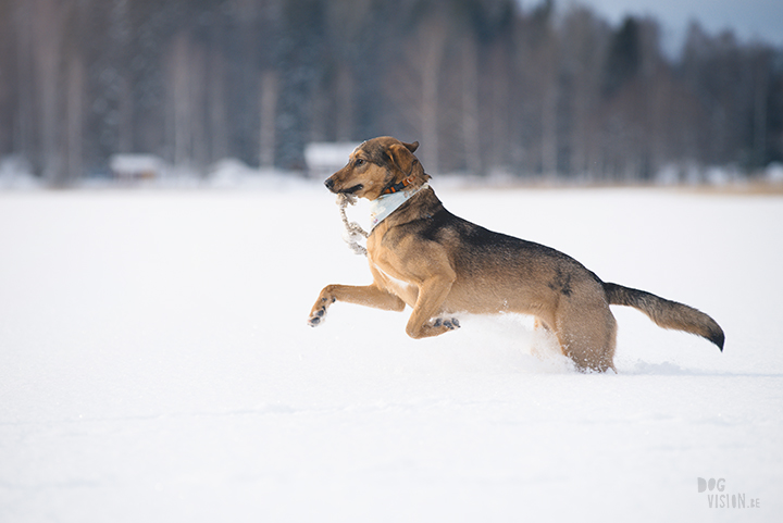 #TongueOutTuesday (09), hondenfotografie Zweden, Dalarna, blog op www.dogvision.be