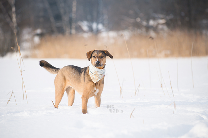 #TongueOutTuesday (09), hondenfotografie Zweden, Dalarna, blog op www.dogvision.be