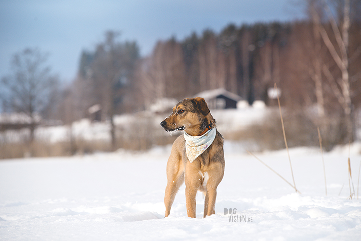 #TongueOutTuesday (09), hondenfotografie Zweden, Dalarna, blog op www.dogvision.be