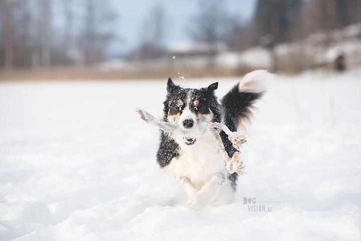 #TongueOutTuesday (09), hondenfotografie Zweden, Dalarna, blog op www.dogvision.be