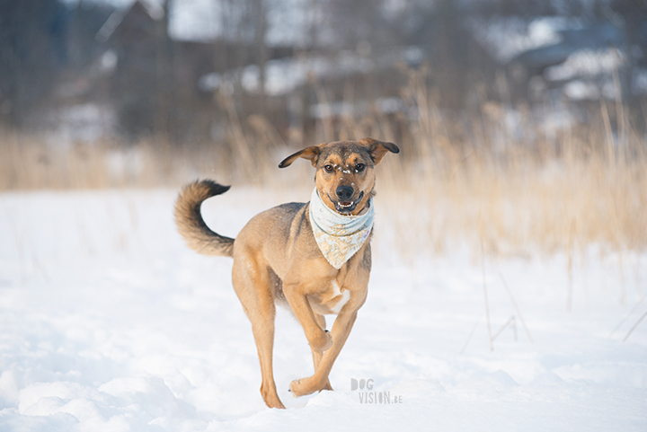 #TongueOutTuesday (09), hondenfotografie Zweden, Dalarna, blog op www.dogvision.be