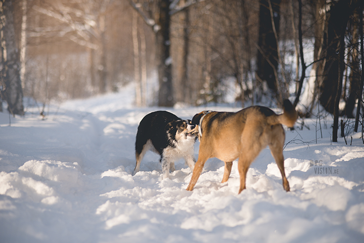 #TongueOutTuesday (09), hondenfotografie Zweden, Dalarna, blog op www.dogvision.be