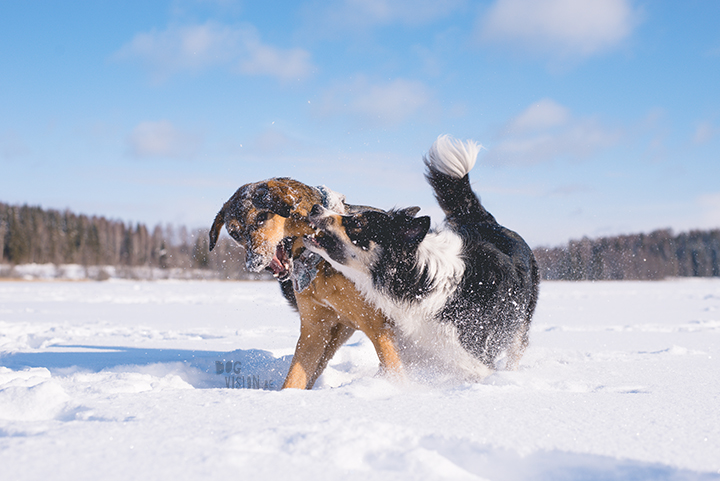 #TongueOutTuesday (09), hondenfotografie Zweden, Dalarna, blog op www.dogvision.be