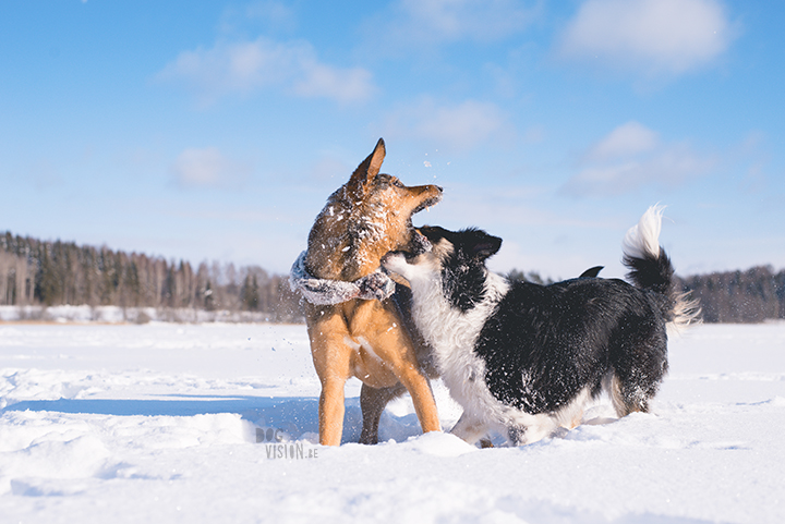 #TongueOutTuesday (09), hondenfotografie Zweden, Dalarna, blog op www.dogvision.be