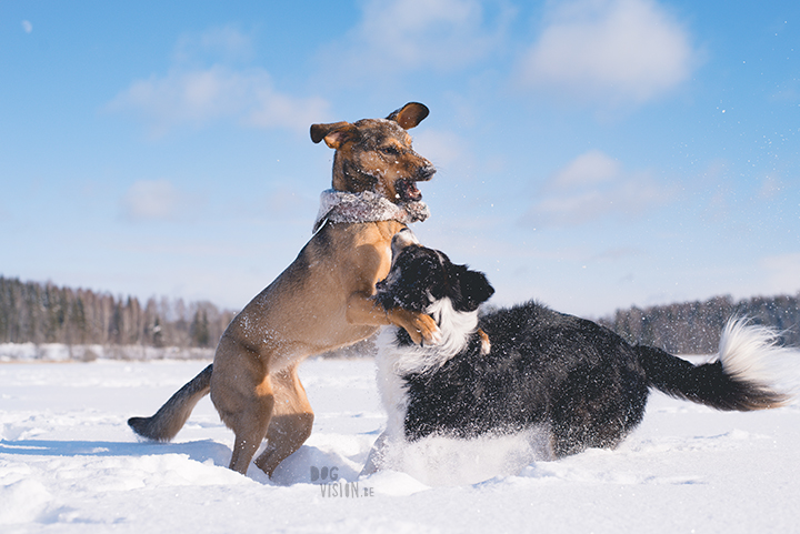 #TongueOutTuesday (09), hondenfotografie Zweden, Dalarna, blog op www.dogvision.be