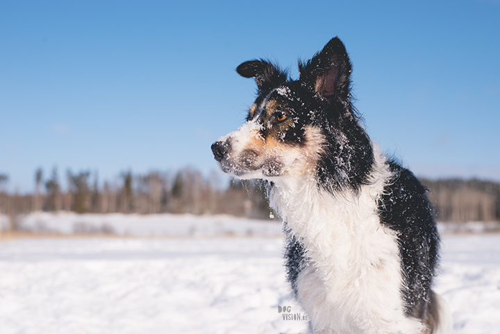 #TongueOutTuesday (09), hondenfotografie Zweden, Dalarna, blog op www.dogvision.be