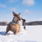 #TongueOutTuesday (09), hondenfotografie Zweden, Dalarna, blog op www.dogvision.be