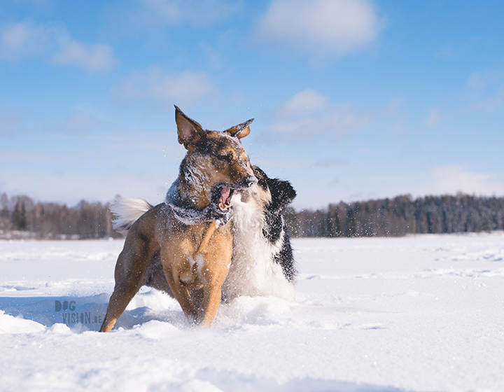 #TongueOutTuesday (09), hondenfotografie Zweden, Dalarna, blog op www.dogvision.be