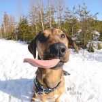 #TongueOutTuesday (13), hondenfotografie, leven in Zweden, hondenfotograaf, blog honden, www.DOGvision.be