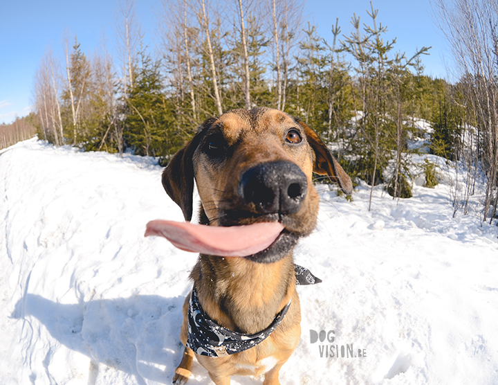 #TongueOutTuesday (13), hondenfotografie, leven in Zweden, hondenfotograaf, blog honden, www.DOGvision.be