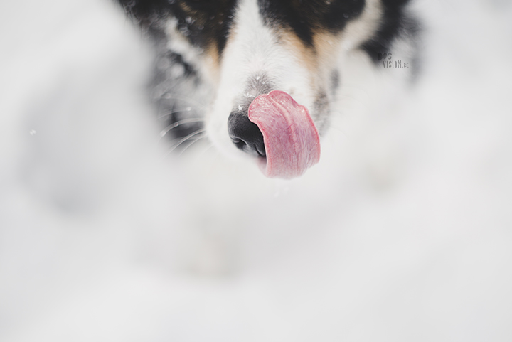 #TongueOutTuesday (09), hondenfotografie Zweden, Dalarna, blog op www.dogvision.be