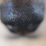 Close up hondenfotografie | www.DOGvision.be