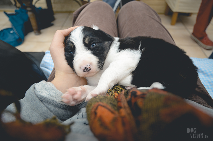 Gelukkige verjaardag Mogwai | Border collie | hondenfotografie | Zweden | www.DOGvision.be