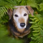 Ziggy Stardust, September 2015, gelukkige verjaardag Ziggy, www.dogvision.be