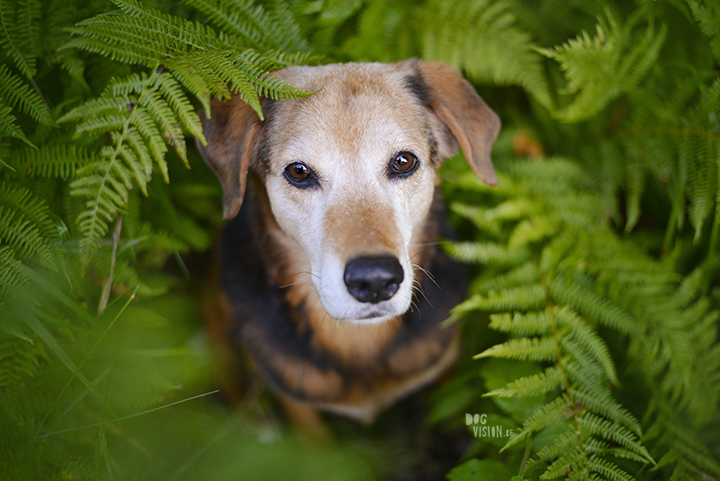 Ziggy Stardust, September 2015, gelukkige verjaardag Ziggy, www.dogvision.be