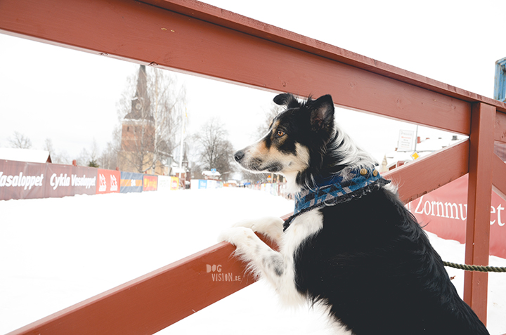 Vasaloppet 2018, Dalarna, Zweden | honden blog, hondenfotografie | www.DOGvision.be