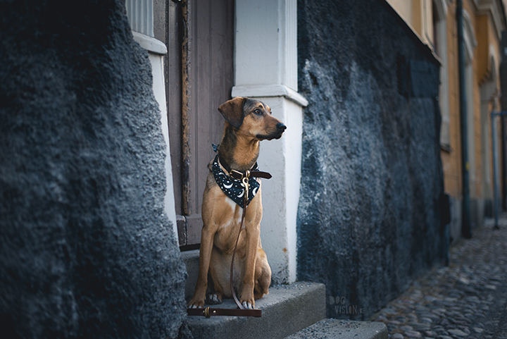 Hondenfotografie, Stockholm, Zweden, blog op www.DOGvision.be
