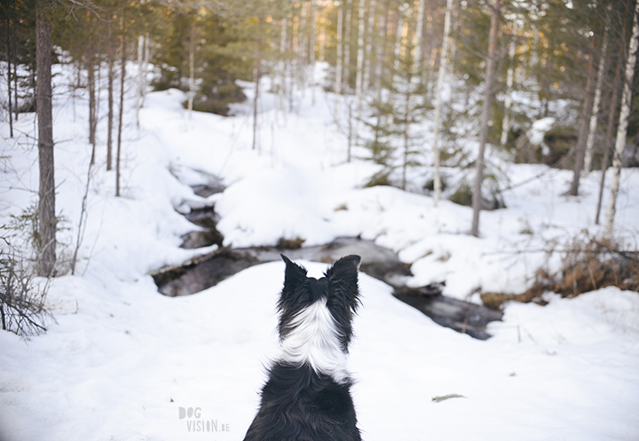 #TongueOutTuesday (15), hondenfotografie in Dalarna, Zweden, natuur en avontuur met honden, www.DOGvision.be