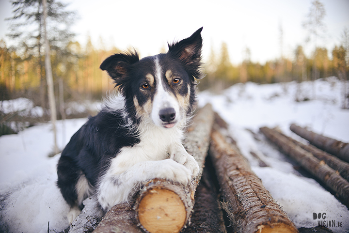 #TongueOutTuesday (15), hondenfotografie in Dalarna, Zweden, natuur en avontuur met honden, www.DOGvision.be