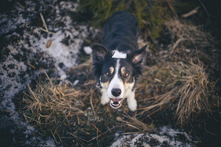 #TongueOutTuesday (15), hondenfotografie in Dalarna, Zweden, natuur en avontuur met honden, www.DOGvision.be