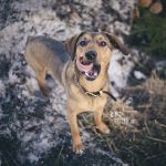 #TongueOutTuesday (15), hondenfotografie in Dalarna, Zweden, natuur en avontuur met honden, www.DOGvision.be