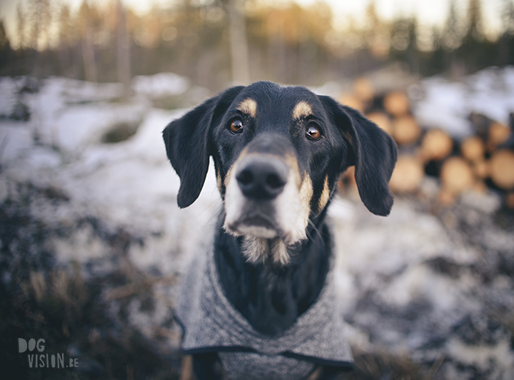 #TongueOutTuesday (15), hondenfotografie in Dalarna, Zweden, natuur en avontuur met honden, www.DOGvision.be