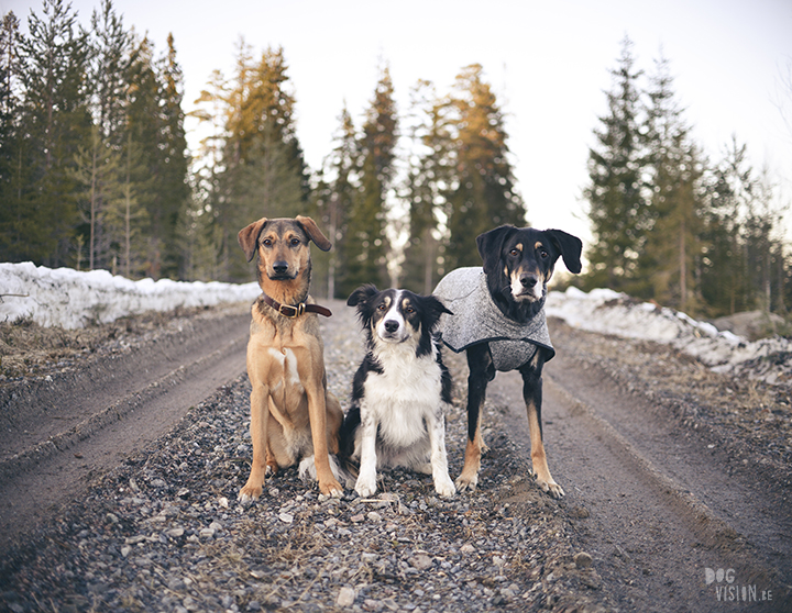 #TongueOutTuesday (15), hondenfotografie in Dalarna, Zweden, natuur en avontuur met honden, www.DOGvision.be