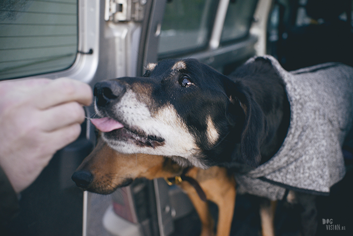 #TongueOutTuesday (15), hondenfotografie in Dalarna, Zweden, natuur en avontuur met honden, www.DOGvision.be