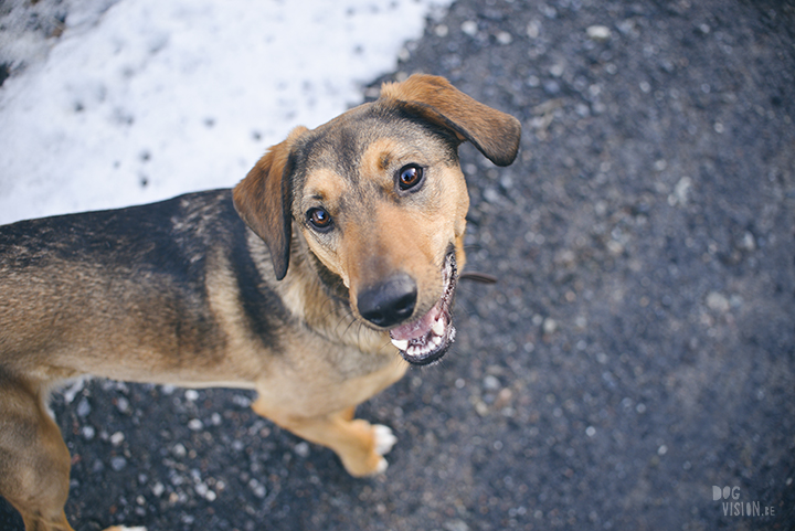 #TongueOutTuesday (15), hondenfotografie in Dalarna, Zweden, natuur en avontuur met honden, www.DOGvision.be