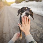 #TongueOutTuesday (16), hondenfotografie, leven in Zweden, avontuur met honden, Dalarna, fototips, www.DOGvision.be