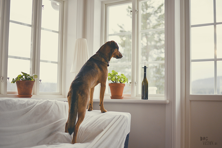 Airbnb huis in Ljusdal, Gävleborg, reizen met honden in Zweden, hondenfotografie, www.DOGvision.be