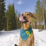 #TongueOutTuesday (17), hondenfotografie, fotoproject, creatieve hondenfotografie, www.dogvision.be