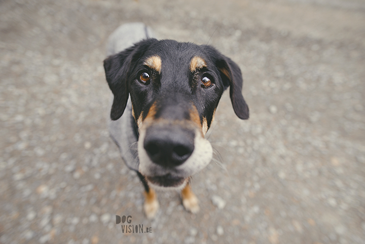 Airbnb huis in Ljusdal, Gävleborg, reizen met honden in Zweden, hondenfotografie, www.DOGvision.be