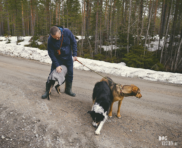 Airbnb huis in Ljusdal, Gävleborg, reizen met honden in Zweden, hondenfotografie, www.DOGvision.be