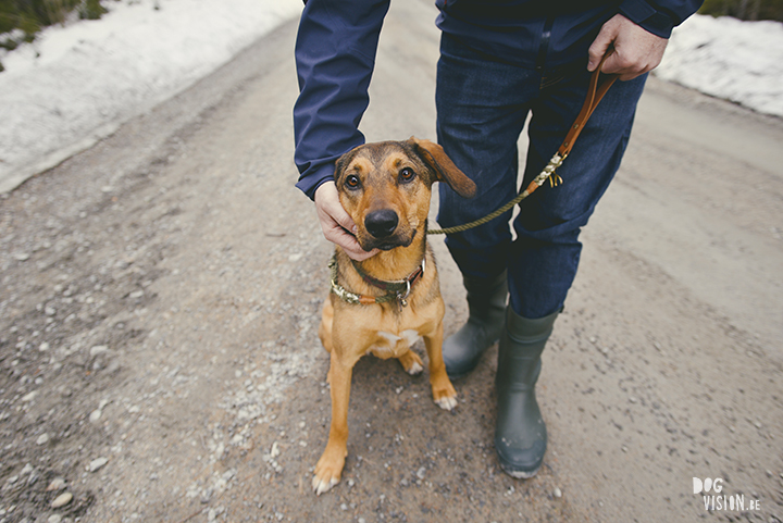 Airbnb huis in Ljusdal, Gävleborg, reizen met honden in Zweden, hondenfotografie, www.DOGvision.be