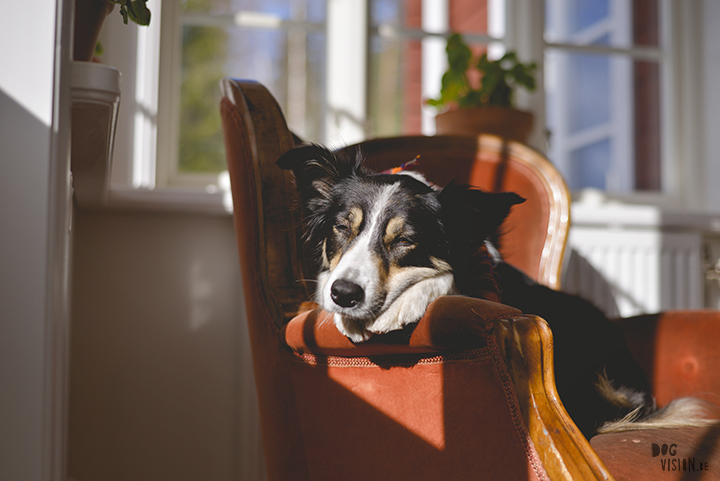 Airbnb huis in Ljusdal, Gävleborg, reizen met honden in Zweden, hondenfotografie, www.DOGvision.be