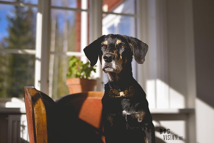 Airbnb huis in Ljusdal, Gävleborg, reizen met honden in Zweden, hondenfotografie, www.DOGvision.be