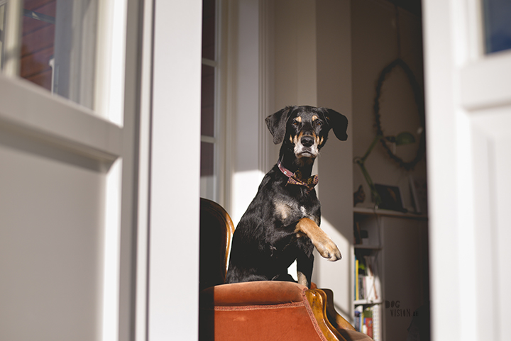 Airbnb huis in Ljusdal, Gävleborg, reizen met honden in Zweden, hondenfotografie, www.DOGvision.be