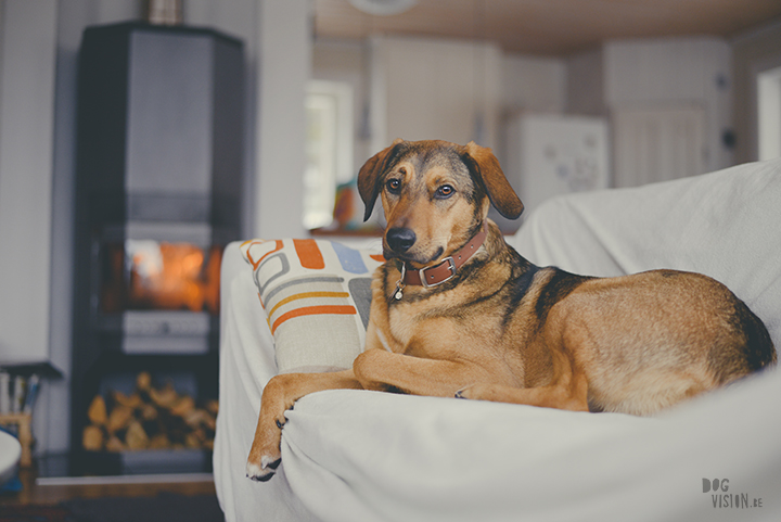 Airbnb huis in Ljusdal, Gävleborg, reizen met honden in Zweden, hondenfotografie, www.DOGvision.be